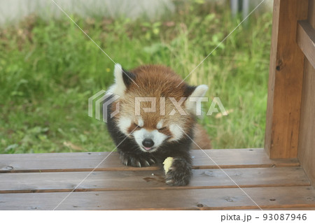 レッサーパンダ レッサーパンダ 93087946
