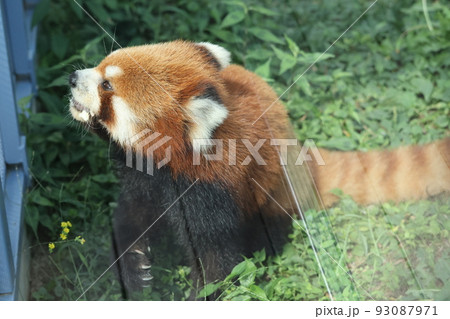レッサーパンダ レッサーパンダ 93087971