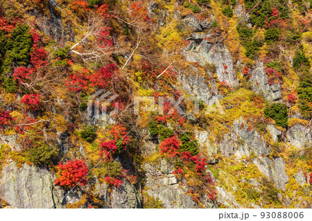 秋の立山黒部アルペンルート 大観峰からの紅葉と大パノラマ 秋の立山黒部アルペンルート 大観峰からの紅葉と大パノラマ 93088006
