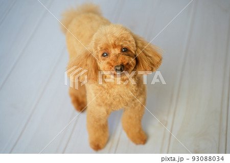 優しい顔のトイプードル 優しい顔のトイプードル 93088034