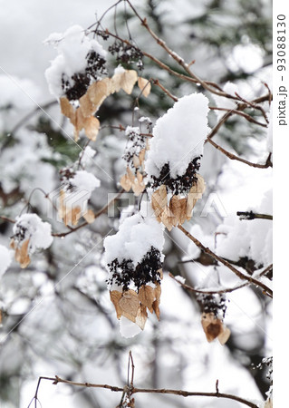 イワガラミ（冬） 93088130