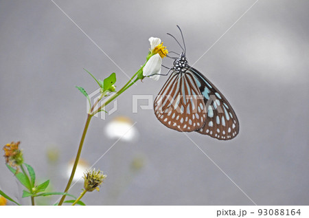 シロバナセンダングサで吸蜜するリュウキュウアサギマダラ 93088164