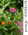 百日草の花畑 93088176