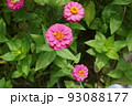 百日草の花畑 93088177