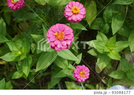 百日草の花畑 百日草の花畑 93088177