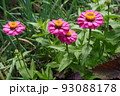 百日草の花畑 93088178