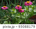 百日草の花畑 93088179