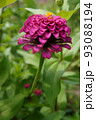 八重の百日草 93088194