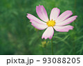 ヴィンテージ風秋桜 93088205