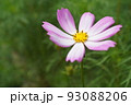 コスモス一輪 93088206
