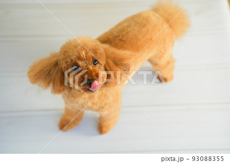 立ち上がり鼻先を下で舐めるトイプードル 93088355