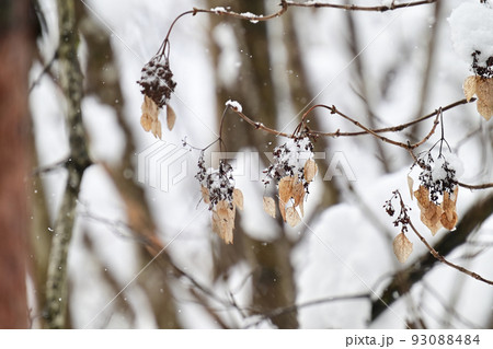 イワガラミ（冬） 93088484