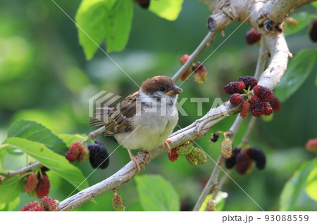 スズメの幼鳥と桑の実 93088559