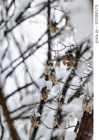 イワガラミ イワガラミ 93088570