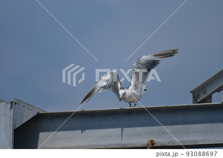 ウミネコ ウミネコ 93088697