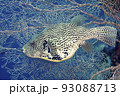 Map Pufferfish, Arothron mappa 93088713