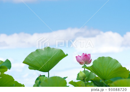 青空を背景に一輪の蓮の花 93088720