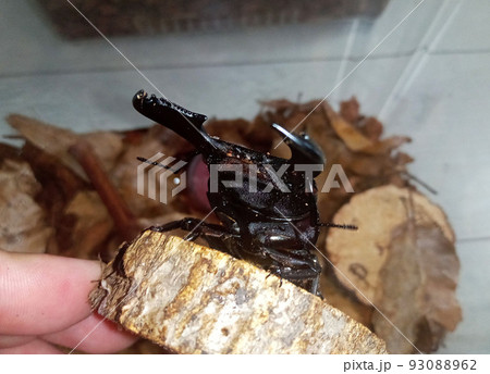 ヒラタ（スマトラヒラタ）クワガタのななめの顔 93088962