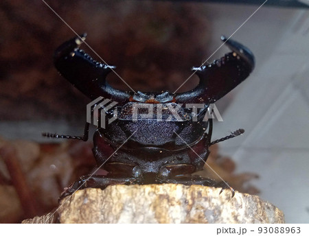 ヒラタ（スマトラヒラタ）クワガタの顔 93088963