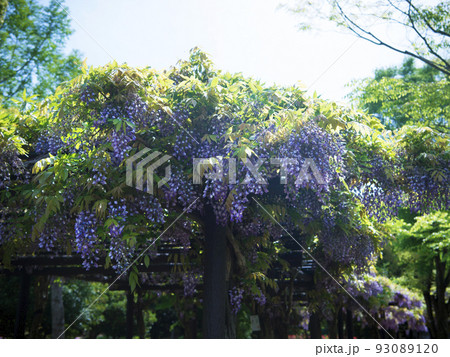 四季の郷公園の藤　和歌山県・和歌山市 93089120