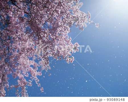 榴岡公園　宮城県・仙台市 93089148