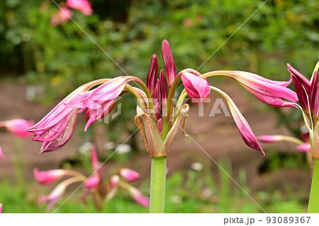 アフリカハマユウ アフリカハマユウ 93089367