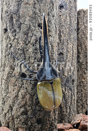 ヘラクレスオオカブト　オス　165mm 93089493