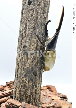 ヘラクレスオオカブト　オス　165mm 93089495