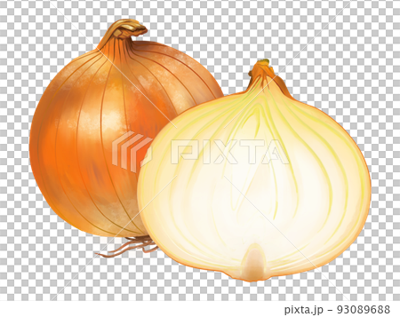 玉ねぎのリアルなテイストの手描きイラスト 93089688