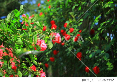 赤いバラ 93089942