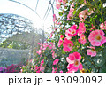 小田原フラガーデンのバラ園に咲く満開のつるバラ 93090092
