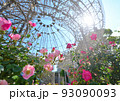 小田原フラガーデンのバラ園に咲く満開のバラ 93090093