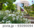 小田原フラガーデンのバラ園に咲く満開の白バラ 93090094
