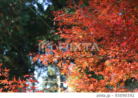烏兎神社の紅葉 烏兎神社の紅葉 93090392