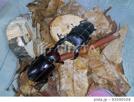 対決するカブトムシとクワガタ 93090508