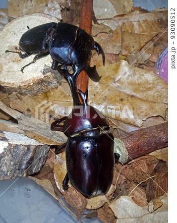 カブトムシの攻めに戦意を失うヒラタクワガタ 93090512