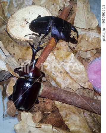 ヒラタクワガタは逃げる、カブトムシは堂々 93090515