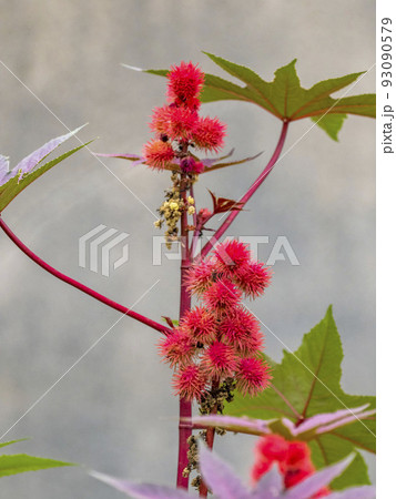 トウゴマの赤い実 93090579