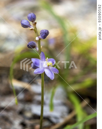 小さく薄紫色のヒメヤブランの花 93090592
