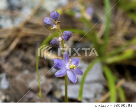 小さく薄紫色のヒメヤブランの花 93090593