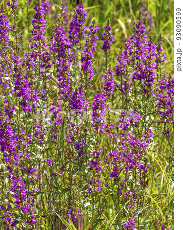 ミソハギの花 93090599