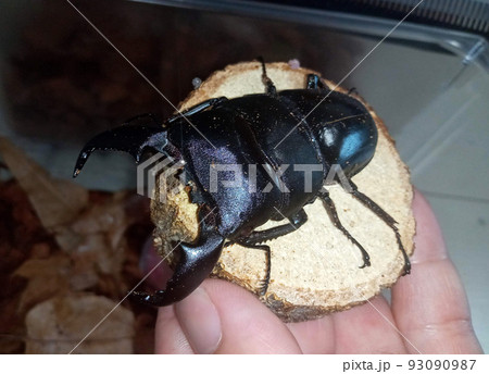 手乗りスマトラヒラタクワガタ 93090987
