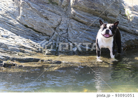 川遊びの人気スポットときがわ町の都幾川の水辺で嬉しそうに可愛いく見つめるボストンテリアのマイティ君 93091051