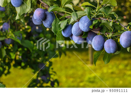 branch of ripe blue plums in garden 93091111