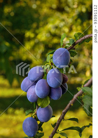 branch of ripe blue plums in garden 93091112