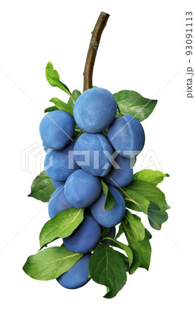 blue plums on branch isolated on white 93091113