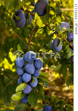 branch of ripe blue plums in garden 93091114