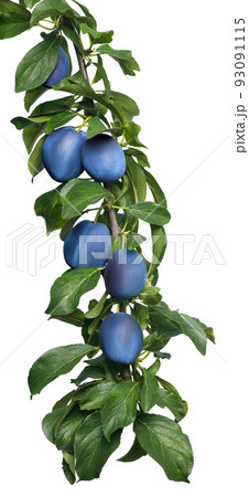 branch of plums with green leaves isolated on white 93091115