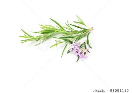 Fresh rosemary sprig flowering isolated on white background. 93091119