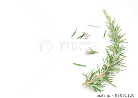 Fresh rosemary sprig flowering isolated on white background. Fresh rosemary sprig flowering isolated on white background. 93091120